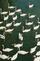 /album/fotogaleria/labute-vert-jpg/