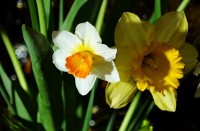/album/fotogaleria/a448narcisy-jpg/